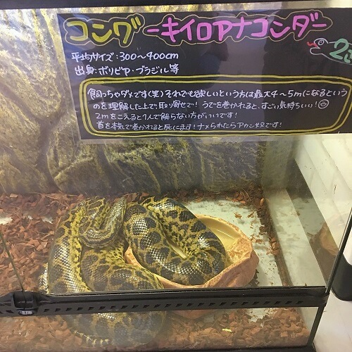 大阪アメリカ村スネークカフェのヘビ