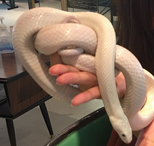 大阪アメリカ村スネークカフェのヘビ